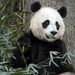 Yeni doğan kızını kaybeden Panda çok üzgün;Yavrusu ölünce oyuncağını bağrına bastı